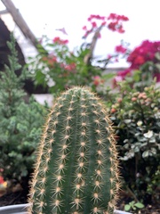 Cactoideae