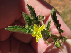 Tribulus terrestris