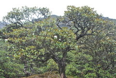 Rhododendron phaeochrysum