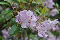 Rhododendron yunnanense