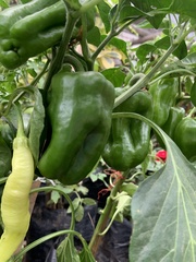 Capsicum