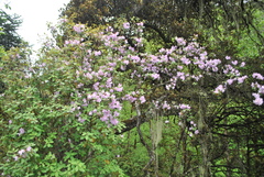 Rhododendron yunnanense