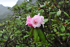 Rhododendron phaeochrysum