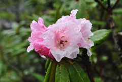 Rhododendron phaeochrysum