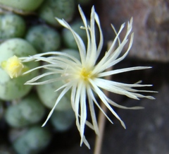 Conophytum ficiforme