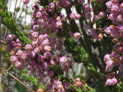 Erica gracilipes