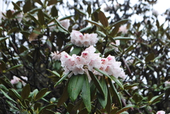 Rhododendron phaeochrysum