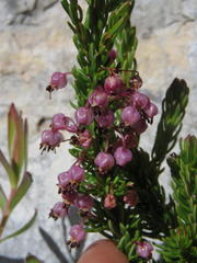 Erica gracilipes