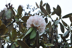 Rhododendron phaeochrysum