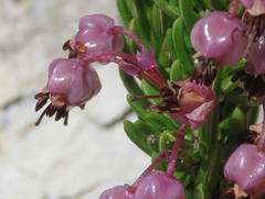 Erica gracilipes
