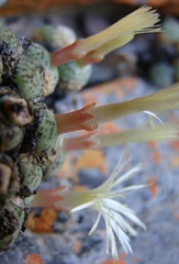 Conophytum ficiforme
