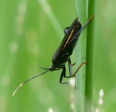 Notobitus meleagris