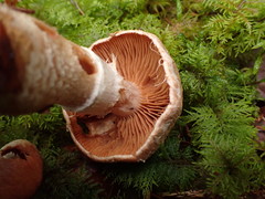 Cortinarius laniger