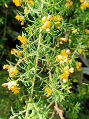 Pultenaea hispidula
