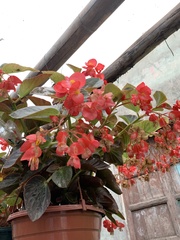 Begonia