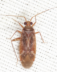 Phytocoris exemplus