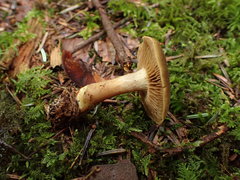 Cortinarius venetus