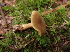Cortinarius venetus