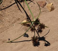 Cyperus tabularis