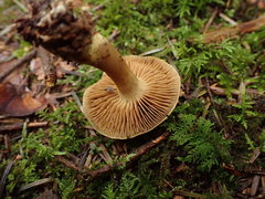 Cortinarius venetus