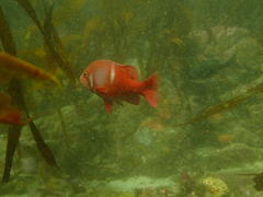 Chrysoblephus laticeps