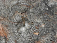 Proctarrelabis capensis