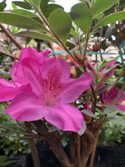 Rhododendron