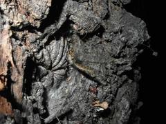 Proctarrelabis capensis