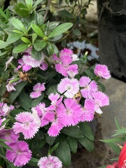 Dianthus