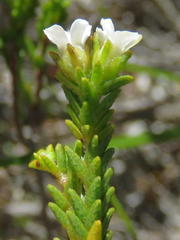 Euchaetis burchellii