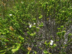 Euchaetis burchellii