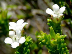 Euchaetis burchellii