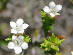 Euchaetis burchellii