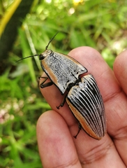 Chalcolepidius rugatus