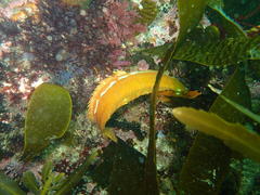 Clinus superciliosus