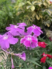 Dianthus