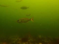 Pterogymnus laniarius