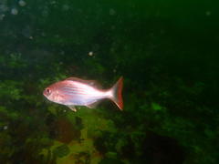 Pterogymnus laniarius