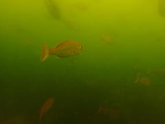 Pterogymnus laniarius