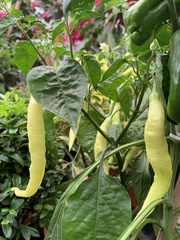 Capsicum