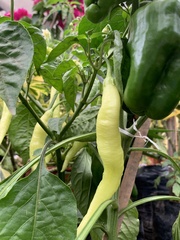 Capsicum