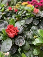 Kalanchoe blossfeldiana