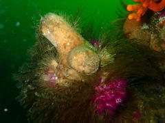 Pyura stolonifera