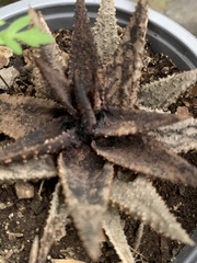 Angiospermae