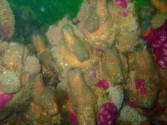 Pyura stolonifera