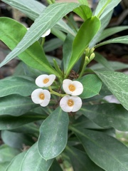 Euphorbia