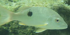Lutjanus monostigma