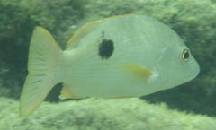 Lutjanus monostigma