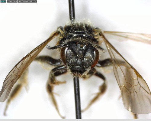 iNaturalist observation photo of Titus's Sweat Bee