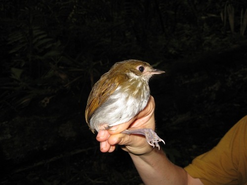 Thrush-like Antpitta (Myrmothera campanisona)